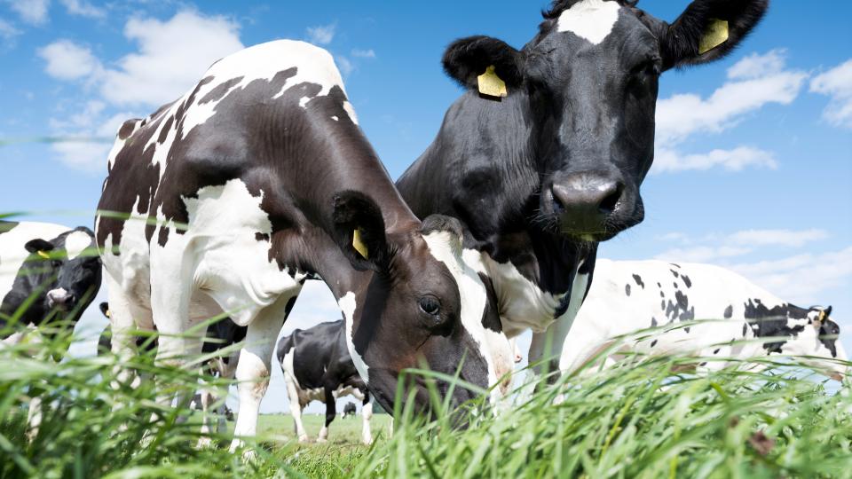 eeldmerk_Duurzaam_Boeren_Drenthe_Melkveehouderij_2025-2026