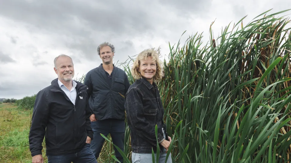 Een vrouw en twee mannen in een lisdodde veld
