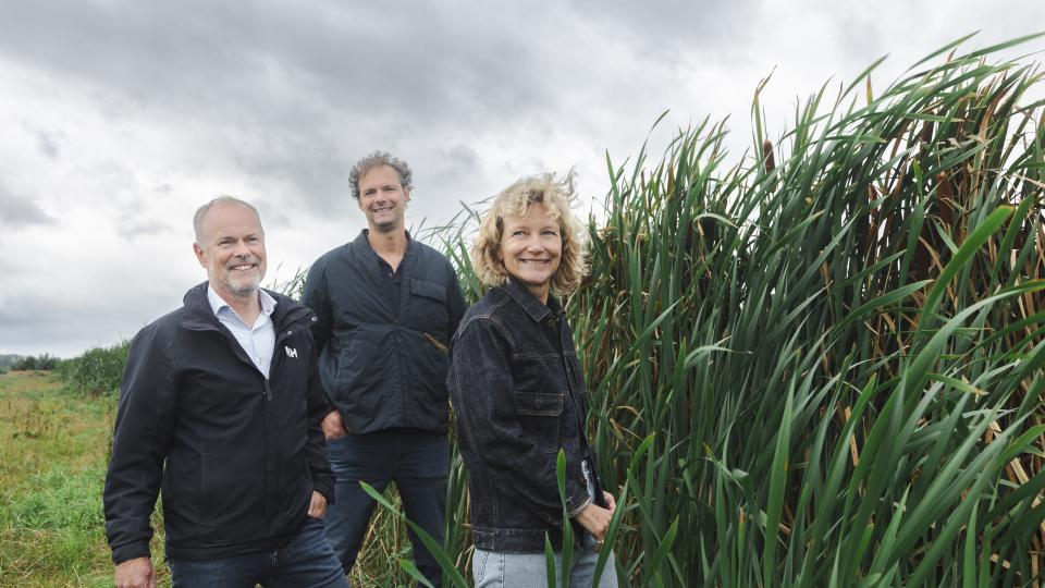 Een vrouw en twee mannen in een lisdodde veld