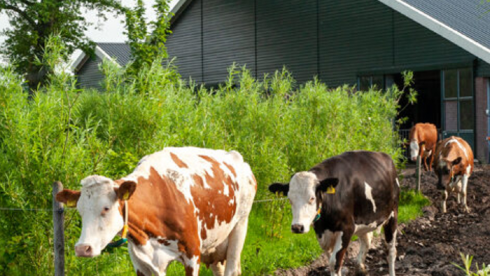 Koeien en bomen op de boerderij