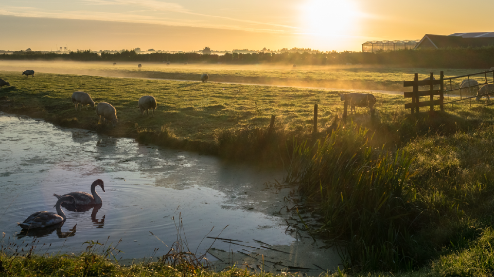 Weiland met schapen. Een ondergaande zon. En ervoor een sloot waarin zwanen zwemmen.