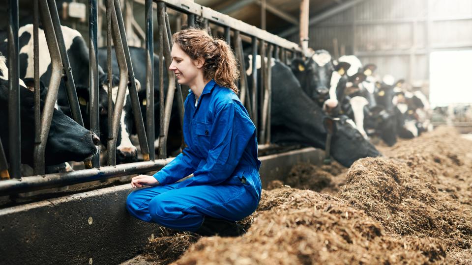 landbouwster in stal met koeien