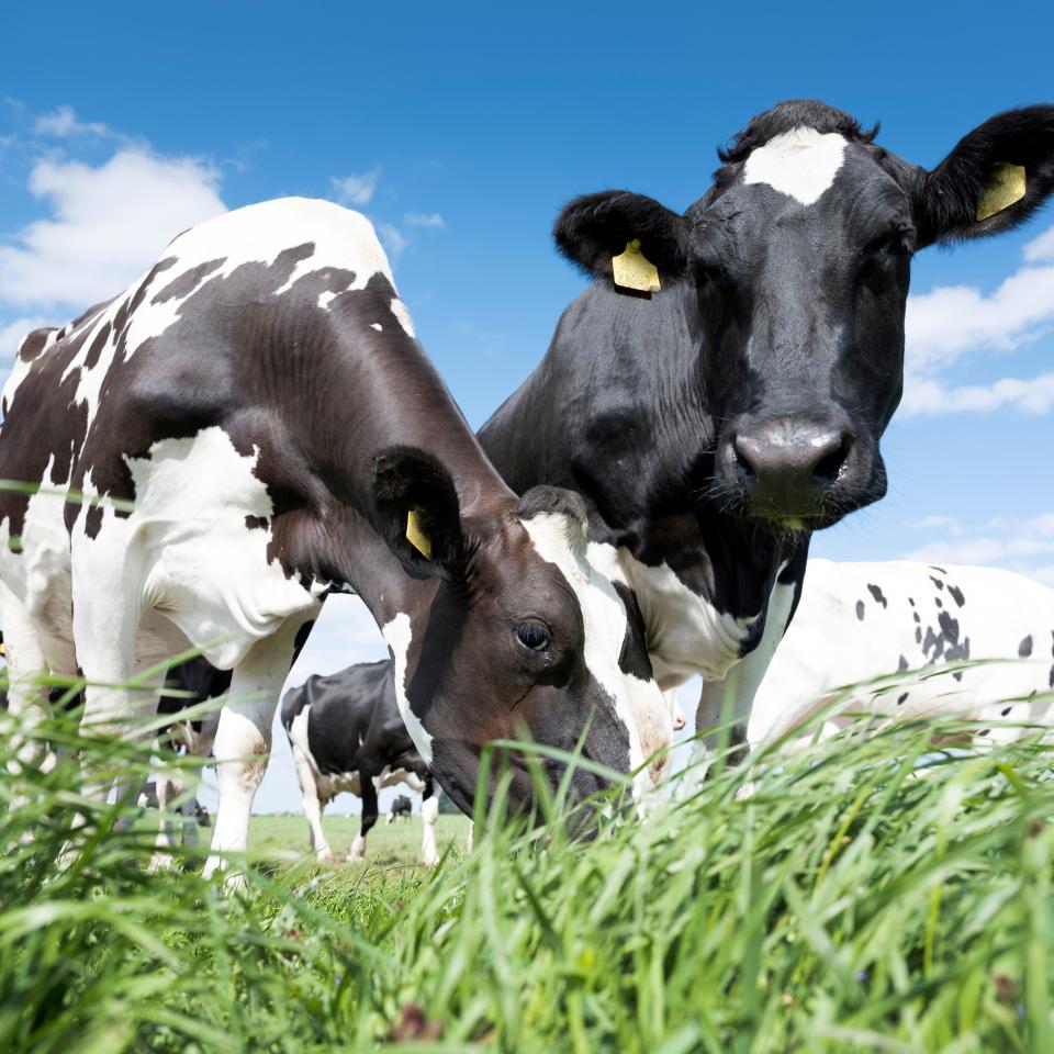 eeldmerk_Duurzaam_Boeren_Drenthe_Melkveehouderij_2025-2026