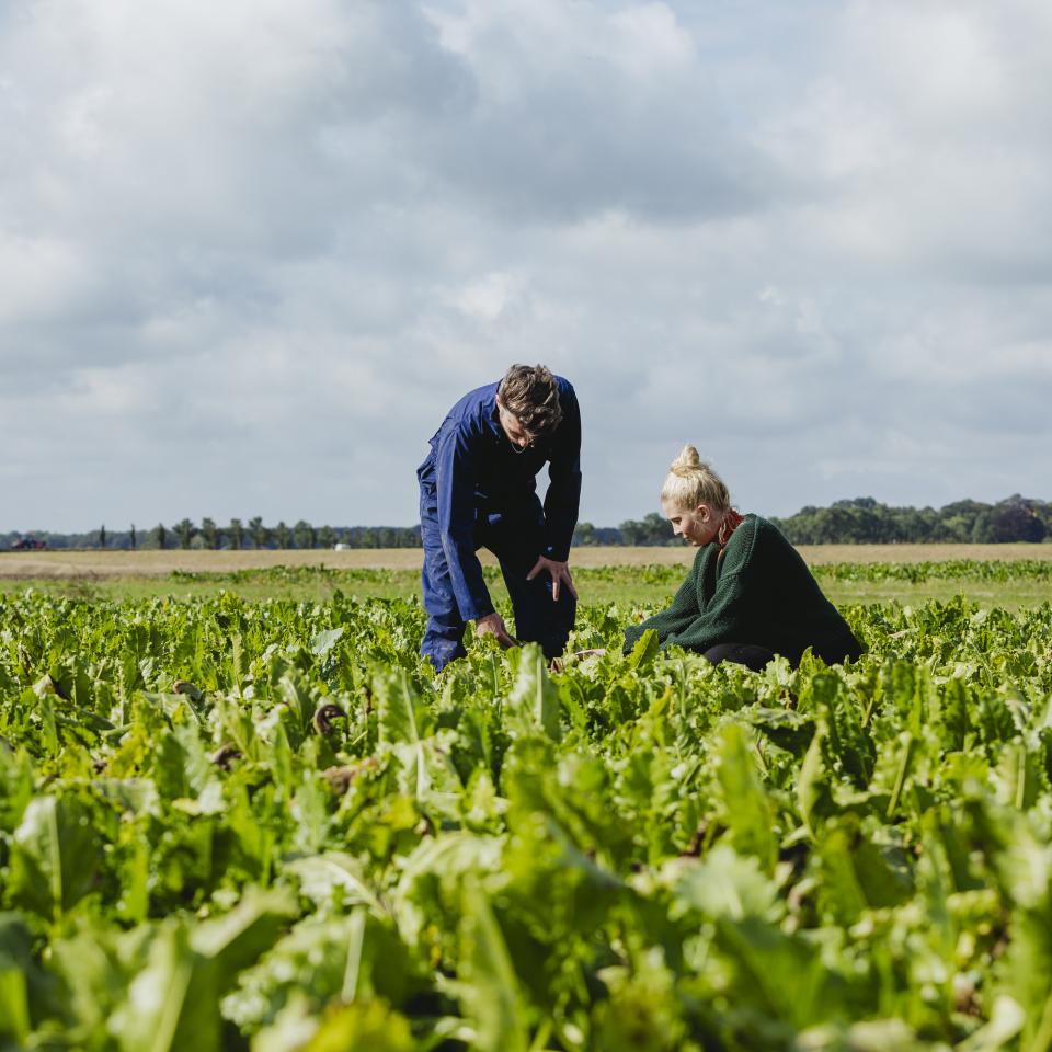 Twee personen kijken hoe bieten groeien op bietenveld