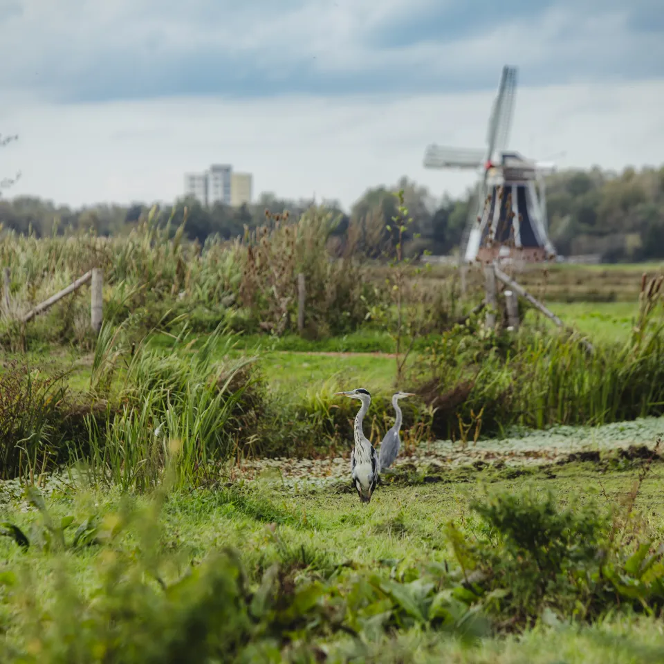 Reigers in de natuur bij molen